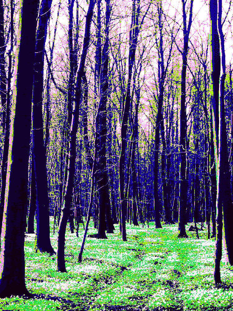 "Wald 1" ©2006/2015 Josi Bennöhr